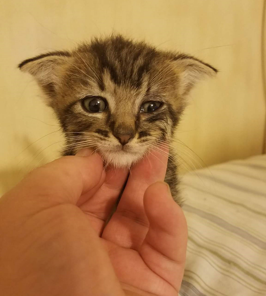 Foster kitten with cartilage issues. His name is Dobby