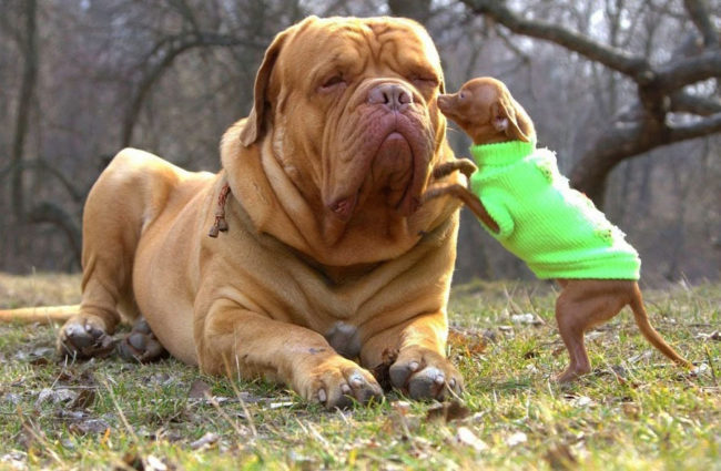 150 Pound French Mastiff gets a kiss from a 6 pound Chihuahua