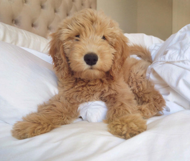 Meet Waffles, our 11 week old Goldendoodle!