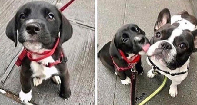 He gives kisses to every pupper he sees on his walk