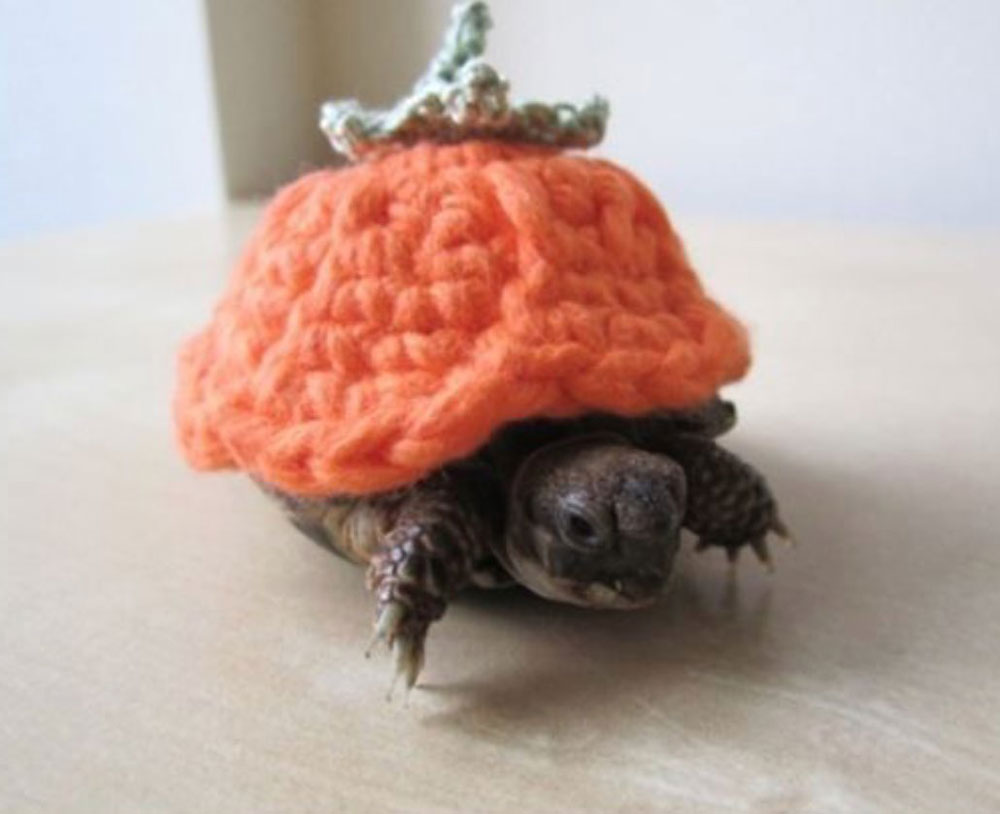 He's going dressed as a pumpkin