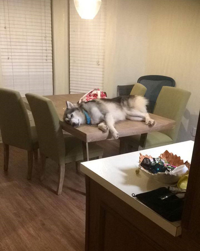 Huskies Are A Weird Breed