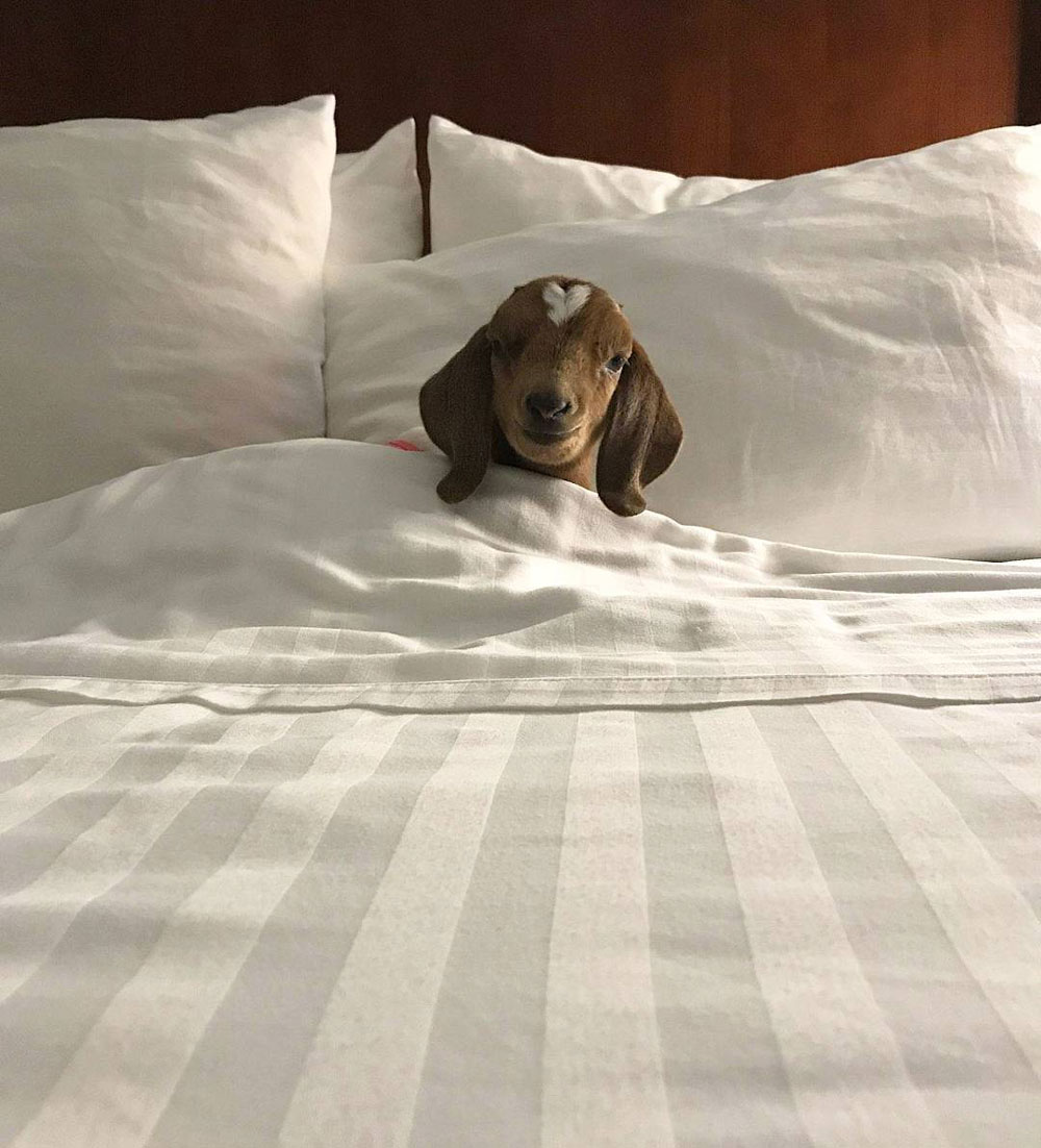 "I warmed the bed for you."