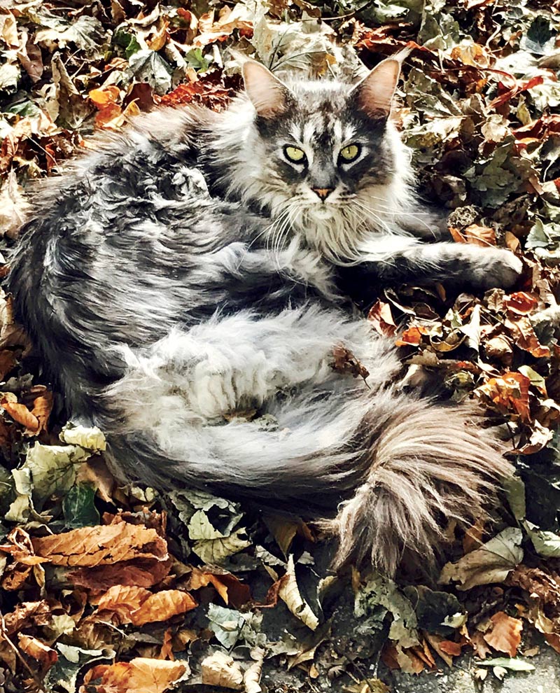 Our Maine Coon Webster enjoying Autumn leaves