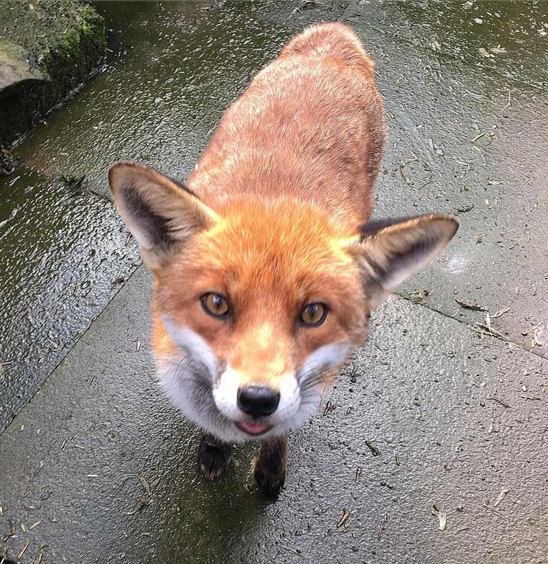 McDonald the tame fox who resides at my local wildlife rescue. I had the pleasure of meeting him yesterday