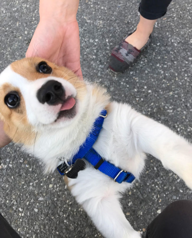 Met this little guy on my way to work the other day. His name is Biscuit