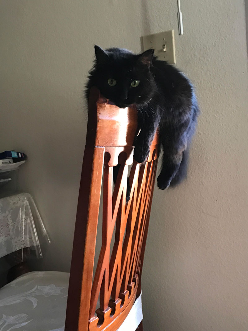 My cat will lay on the chair like this for hours