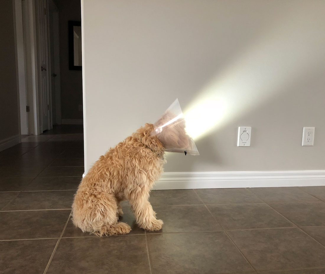 My dog looks like a lamp
