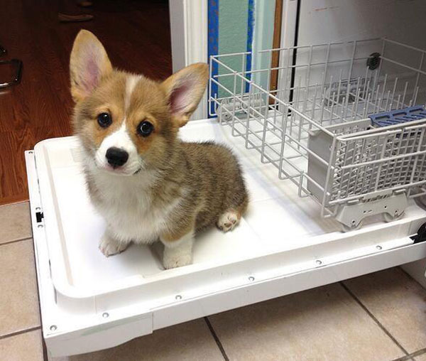 Need help with the dishes?