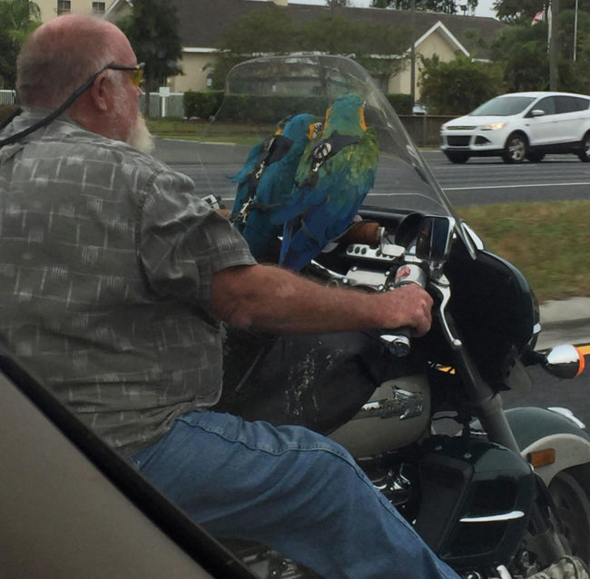 Only in Florida...