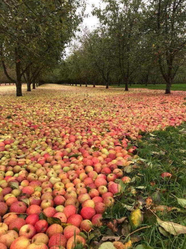 Orchard after Ophelia hurricane