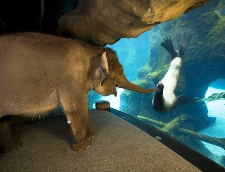 The animal handlers at the Oregon Zoo took an Elephant around to meet some other animals. The sea lions were her favorite...
