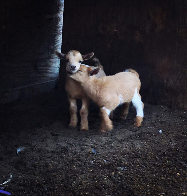Our new baby goats