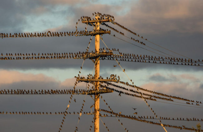 Powerline starlings this evening