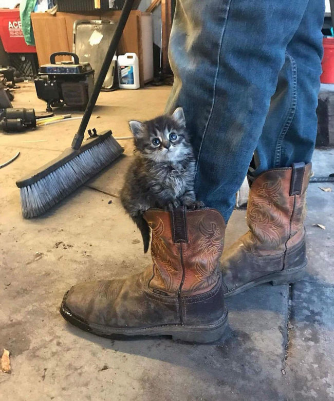 Puss in boots