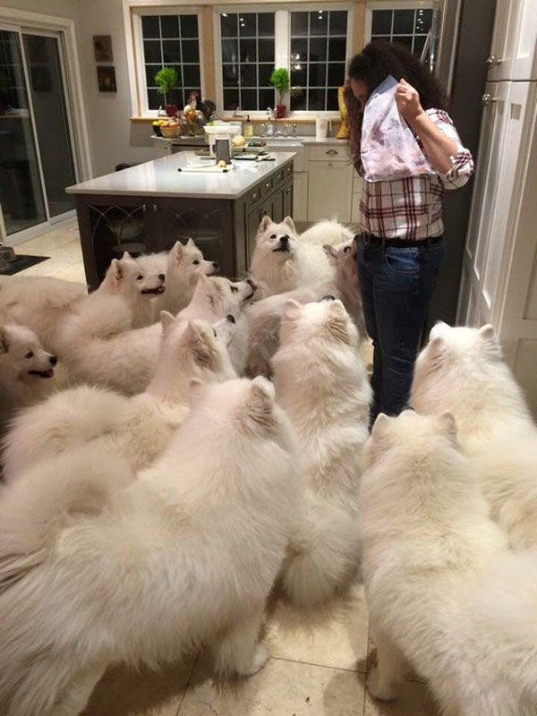 Dog heaven. Samoyed overload