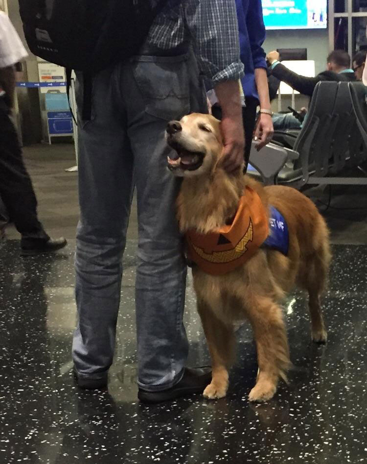 Atticus, The San Diego airport comfort dog