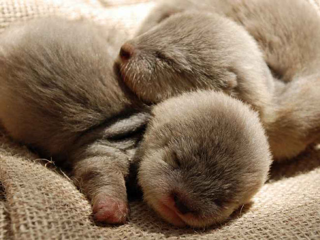 Sleepy baby otters