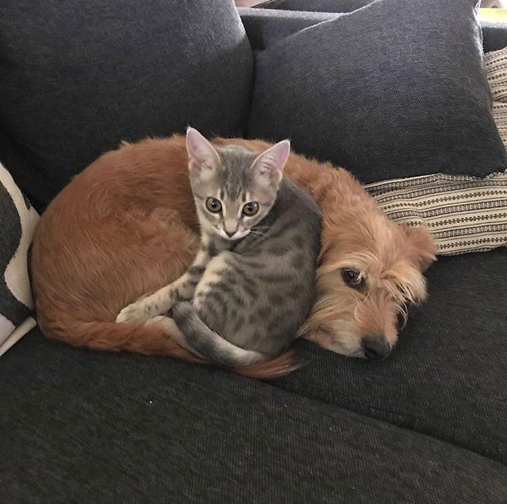 Snuggle friends