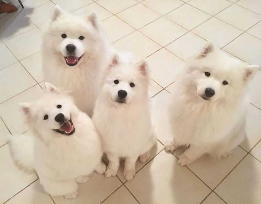So much floof in one pic