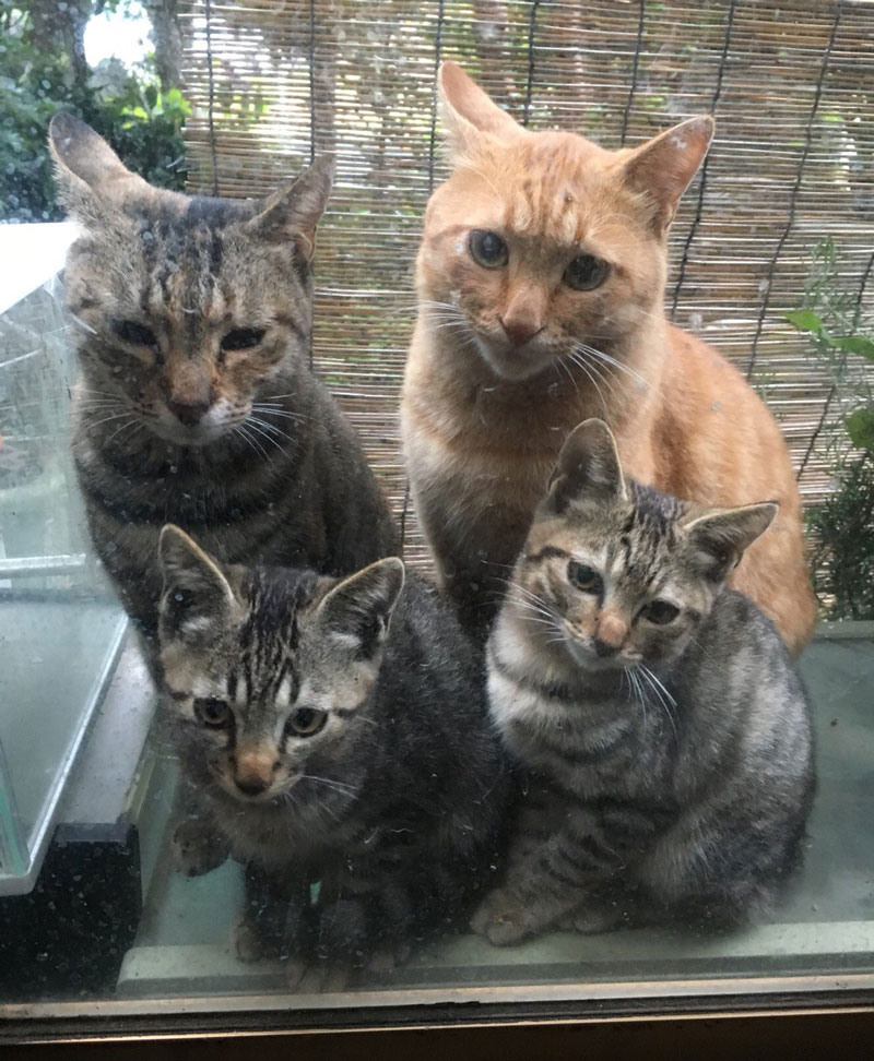 Stray cat brought her family