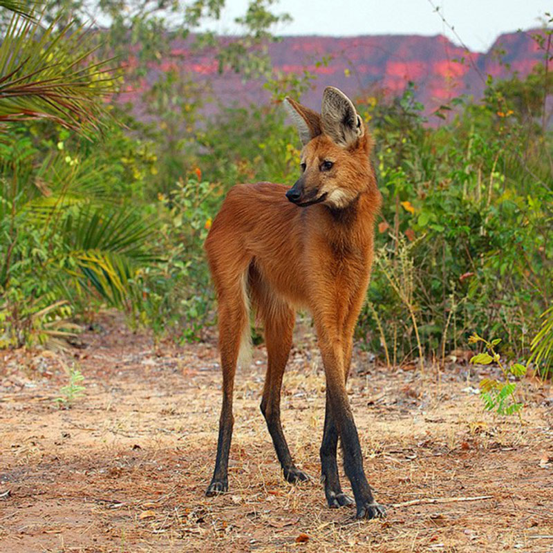 The Maned Wolf is the largest canid in South America. He looks so elegant and regal. Like a deer and a fox mixed together. Neither Fox nor wolf. Proper name: Chrysocyon Brachyurus. Endangered animal
