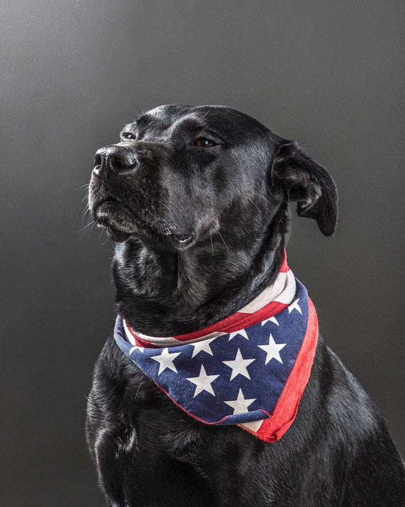 This dog looks like it wants to run for president