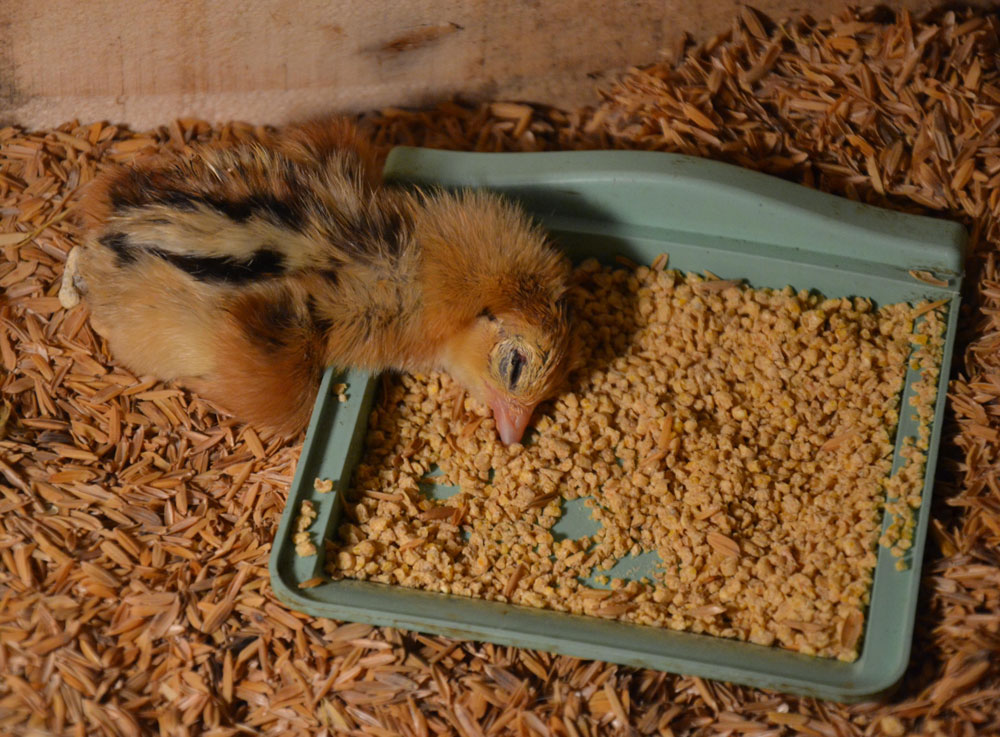 First baby chick I'm raising all by myself! Took its first steps then promptly fell over into a snooze