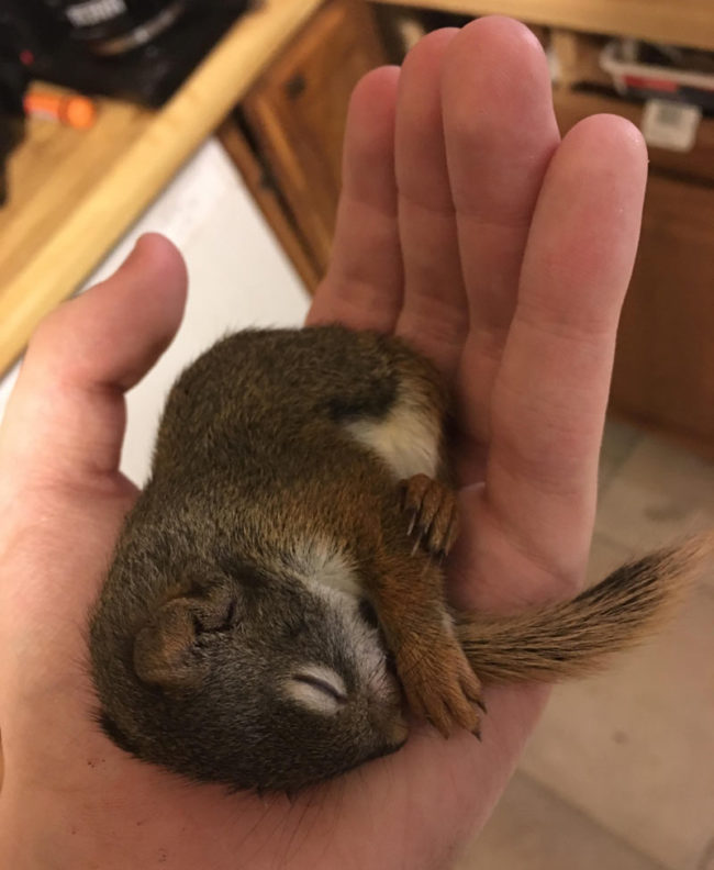 I found this little guy all alone on the ground and we decided to nurse him back to health. Meet "Sif the squirrel"