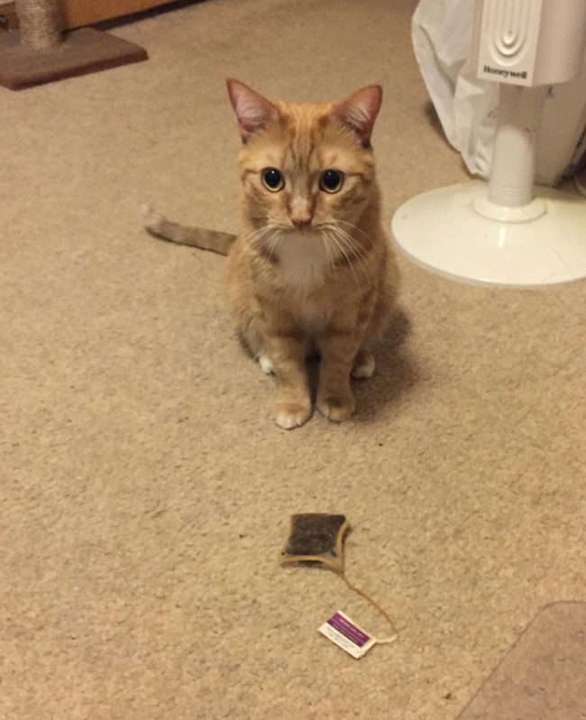 Some cats bring their humans birds and mice...Oliver brings me teabags