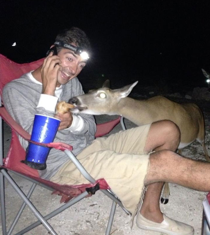 Drunk by the campfire eating hotdogs when suddenly... Deer!