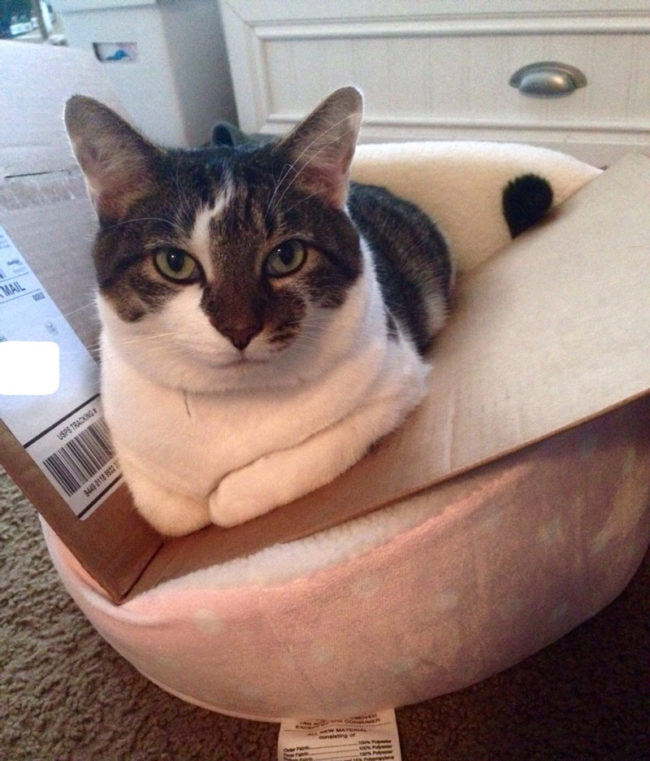 Roommate bought a bed for her cat. We finally figured out how to make him sit in it
