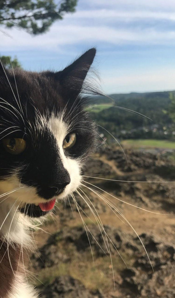 My cat after he decided it would be a good idea to follow me and my dog on a hike up a mountain next to where I live