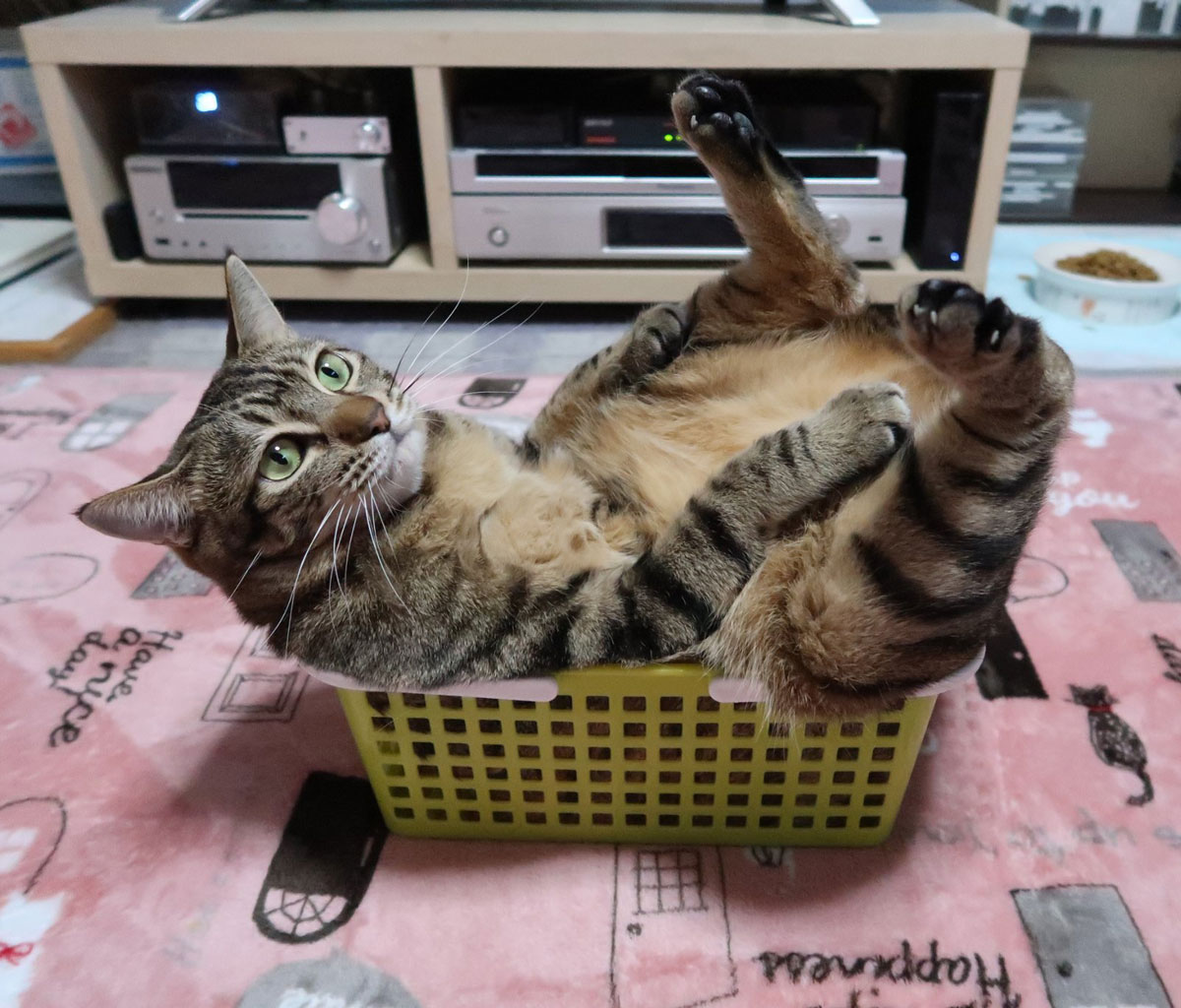 If I fits, I... do this
