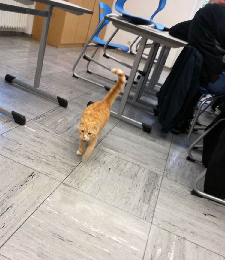 Some cat just walked into our classroom during a lesson
