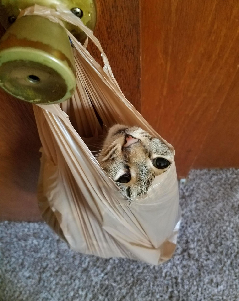 My cat likes to sleep in grocery bags hanging from doorknobs