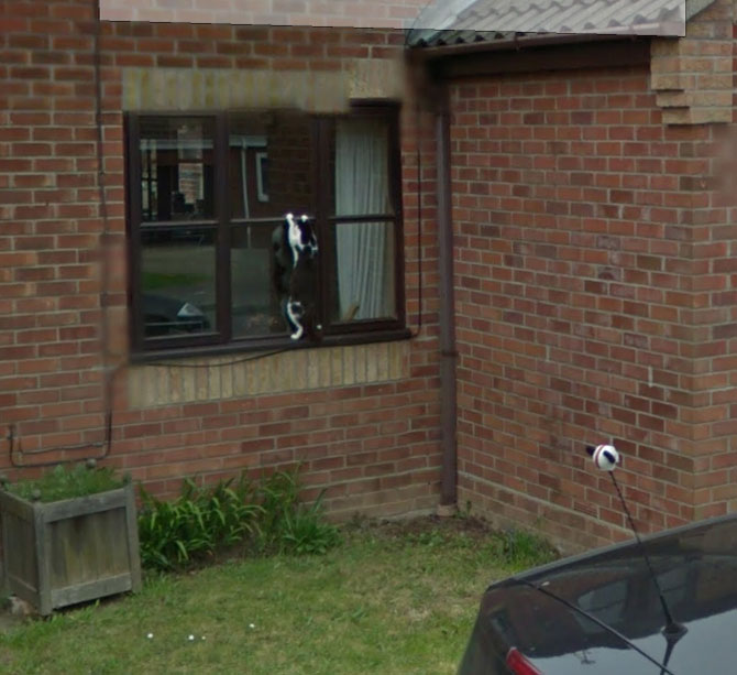 Googled my house, found my cat looking for attention