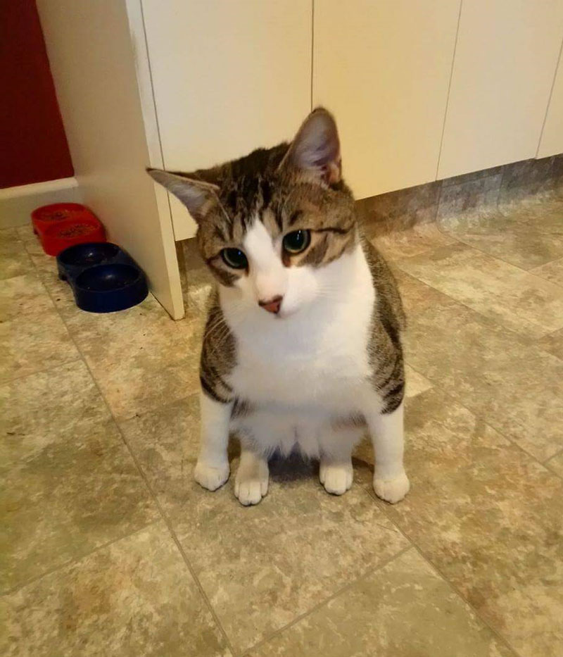 The way my friends cat sits...