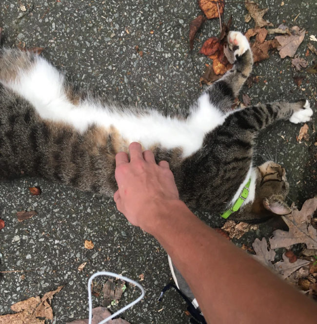 The cat that walked up to me while waiting for the bus came back
