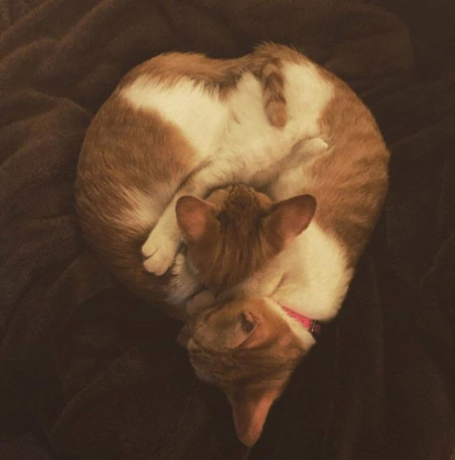 My twin cats cuddling together in the shape of a heart
