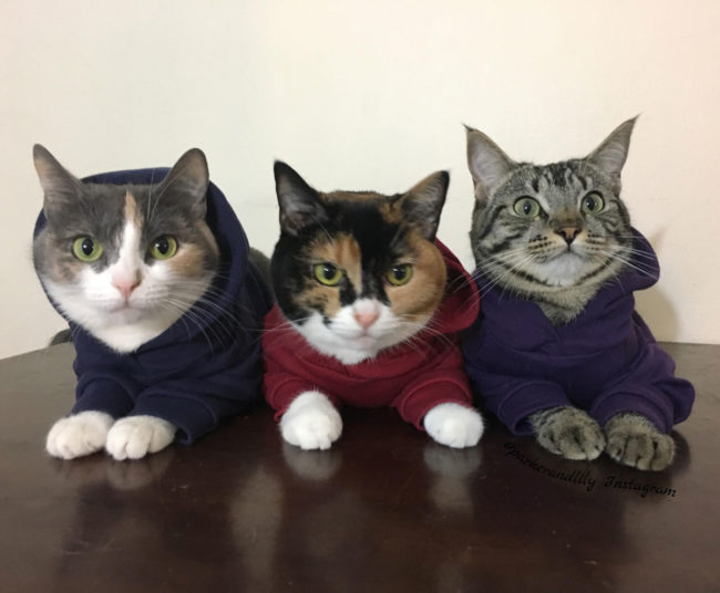 We don't always wear hoodies, but when we do, it's adorable