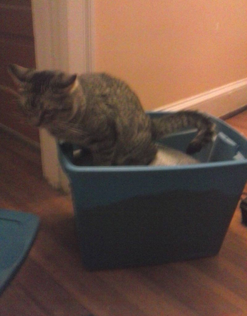 I was changing my cat's litter and went back to the container I kept it in