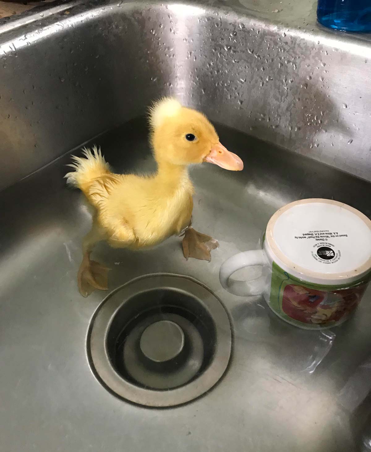 This is Einstein’s first swim!