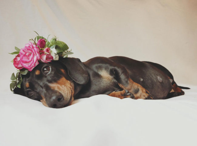 Somebody did a maternity shoot for their dachshund