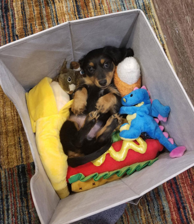I think my new dachshund puppy Atlas is in heaven