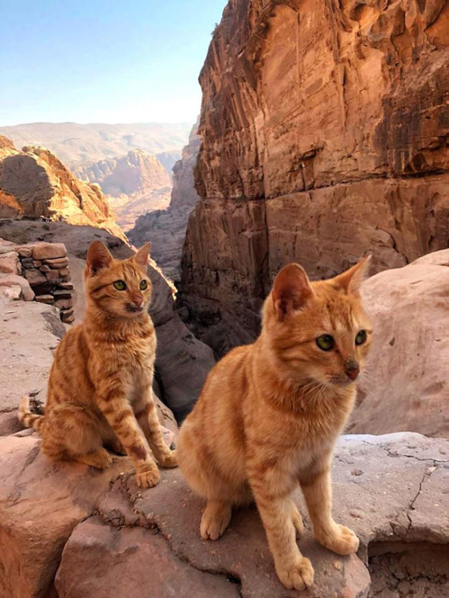 Found a pair of desert cats in Petra!