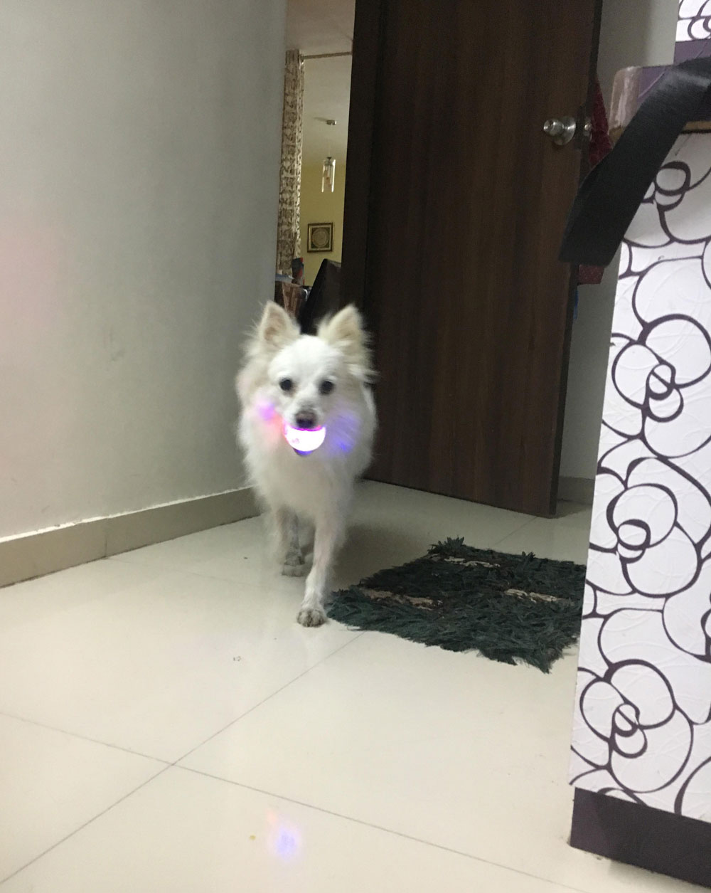 My dog was recently diagnosed with cataract in his right eye because of which he started finding difficulty in playing fetch. So we decided to get him a ball that glows. Here's a picture of him with his new ball
