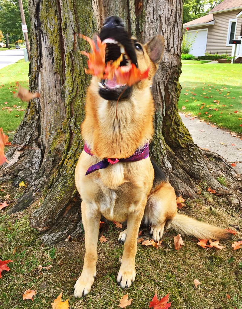 Perfect timed photo of a dog breathing autumn fire