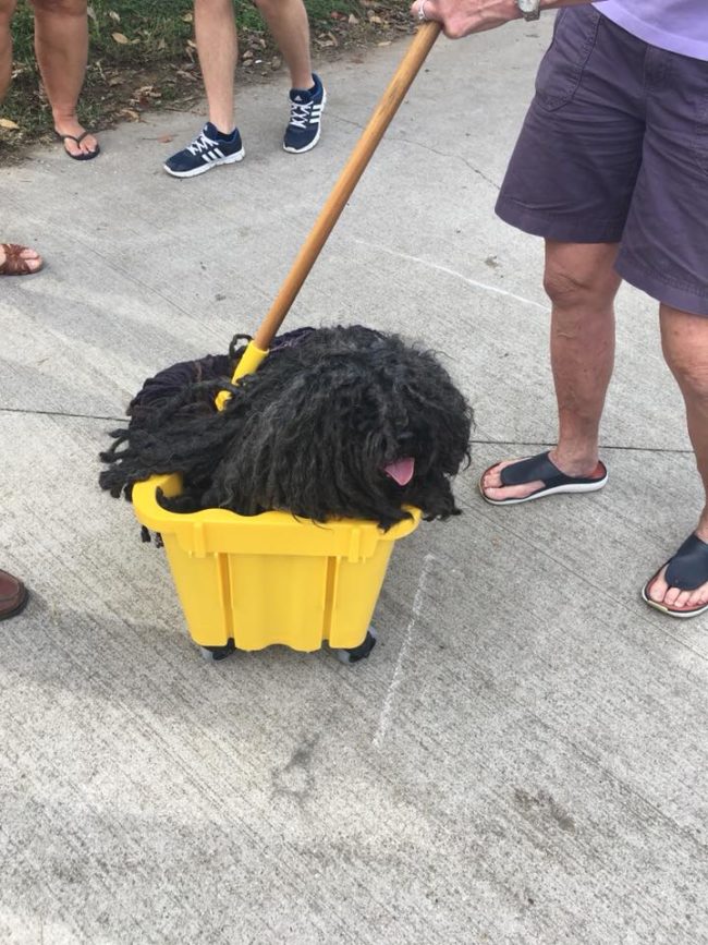 Lightly used mop for sale