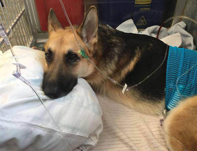 Hero dog recovering from rattlesnake bites after saving girl, grandma